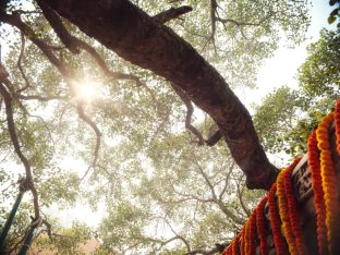 Thaye Dorje, His Holiness the 17th Gyalwa Karmapa, presided over the 23rd Kagyu Monlam at Bodh Gaya, in 2025. Photo: Tokpa Korlo.