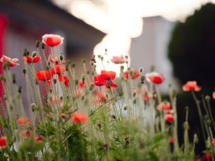 Thaye Dorje, His Holiness the 17th Gyalwa Karmapa, bestowed teachings and empowerments at the Karmapa Public Course at KIBI, March 2026. Photo: Tokpa Korlo.