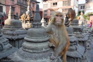 Some animal friends paid a visit during Karmapa's trip